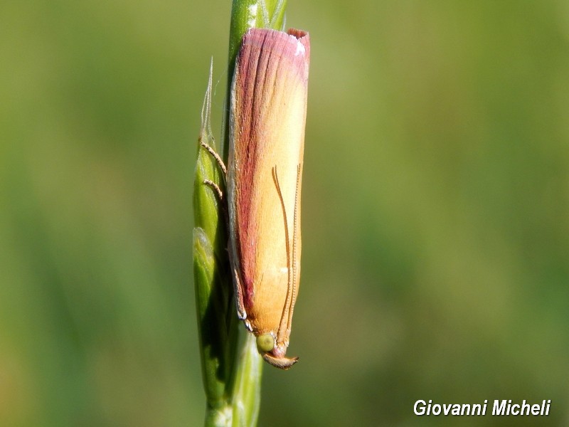 Oncocera semirubella conferma